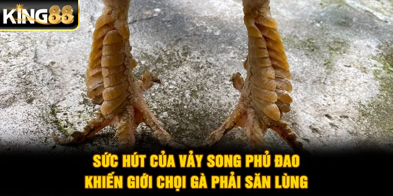 Sức hút của vảy song phủ đao khiến giới chọi gà phải săn lùng